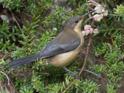 Acanthorhynchus tenuirostris (Eastern Spinebill).jpg